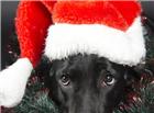 黑色圣诞狗狗图片