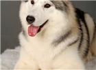 西伯利亚雪橇犬图片