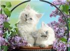 萌猫猫与长寿花图片