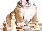 小狗与国际象棋图片