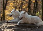 白狼动物图片