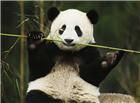 可爱熊猫高清大图图片