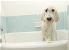 浴室狗狗图片