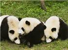 三只可爱小熊猫图片