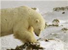 北极熊高清大图图片