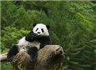 森林熊猫图片