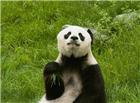 熊猫可爱图片
