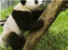 熊猫爬树图片