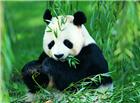 竹林熊猫图片