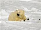 北极熊可爱图片