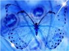 蓝色蝴蝶意境高清大图图片