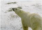 高清大图北极熊图片