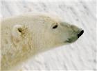 可爱北极熊图片