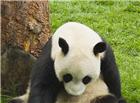 熊猫高清大图图片