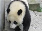 可爱熊猫高清大图图片