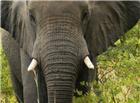 森林大象高清大图图片