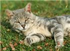 躺在草地的可爱小猫图片