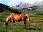草原马匹高清大图图片