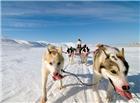 阿拉斯加雪橇犬高清大图图片
