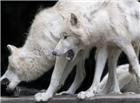 大白狼高清大图图片