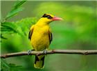 黄鹂鸟高清大图图片