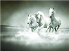 白马奔跑河里图片