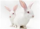 两只可爱小白兔图片