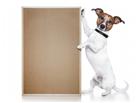 小狗和空白木板图片