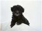 黑色宠物狗图片