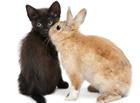 小兔和黑猫高清大图图片