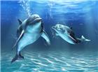 海豚高清大图图片