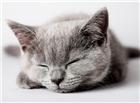灰色可爱可爱小猫图片