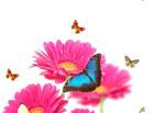 鲜花蝴蝶图片素材