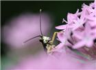花丛中的昆虫图片图片
