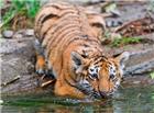 可爱小老虎喝水图片