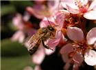 高清大图蜜蜂鲜花图片