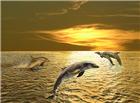 高清大图可爱海豚图片