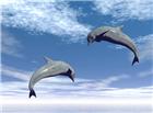 高清大图蓝天海豚图片