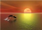 高清大图夕阳海豚图片