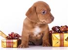 高清大图圣诞可爱小狗图片大全 