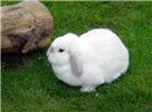 高清大图可爱兔子图片