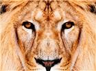 高清大图非洲狮子图片
