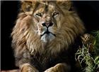 高清大图非洲狮子图片