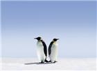 高清大图可爱企鹅图片