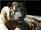 非洲凶猛老虎图片