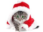 可爱圣诞可爱小猫图片