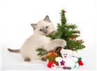 可爱圣诞可爱小猫图片