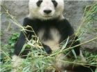 可爱图片熊猫
