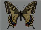 蝴蝶标本图片
