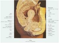 人体解剖实物图女性生殖系统